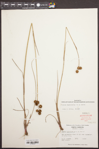 Juncus megacephalus image