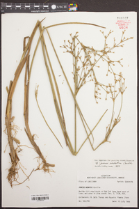 Juncus nodatus image