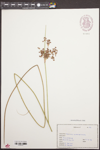 Juncus roemerianus image