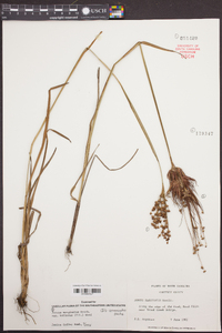 Juncus marginatus var. biflorus image