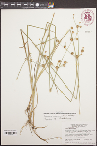 Juncus debilis image