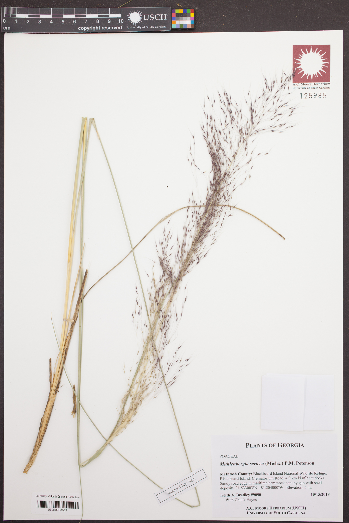 Muhlenbergia sericea image