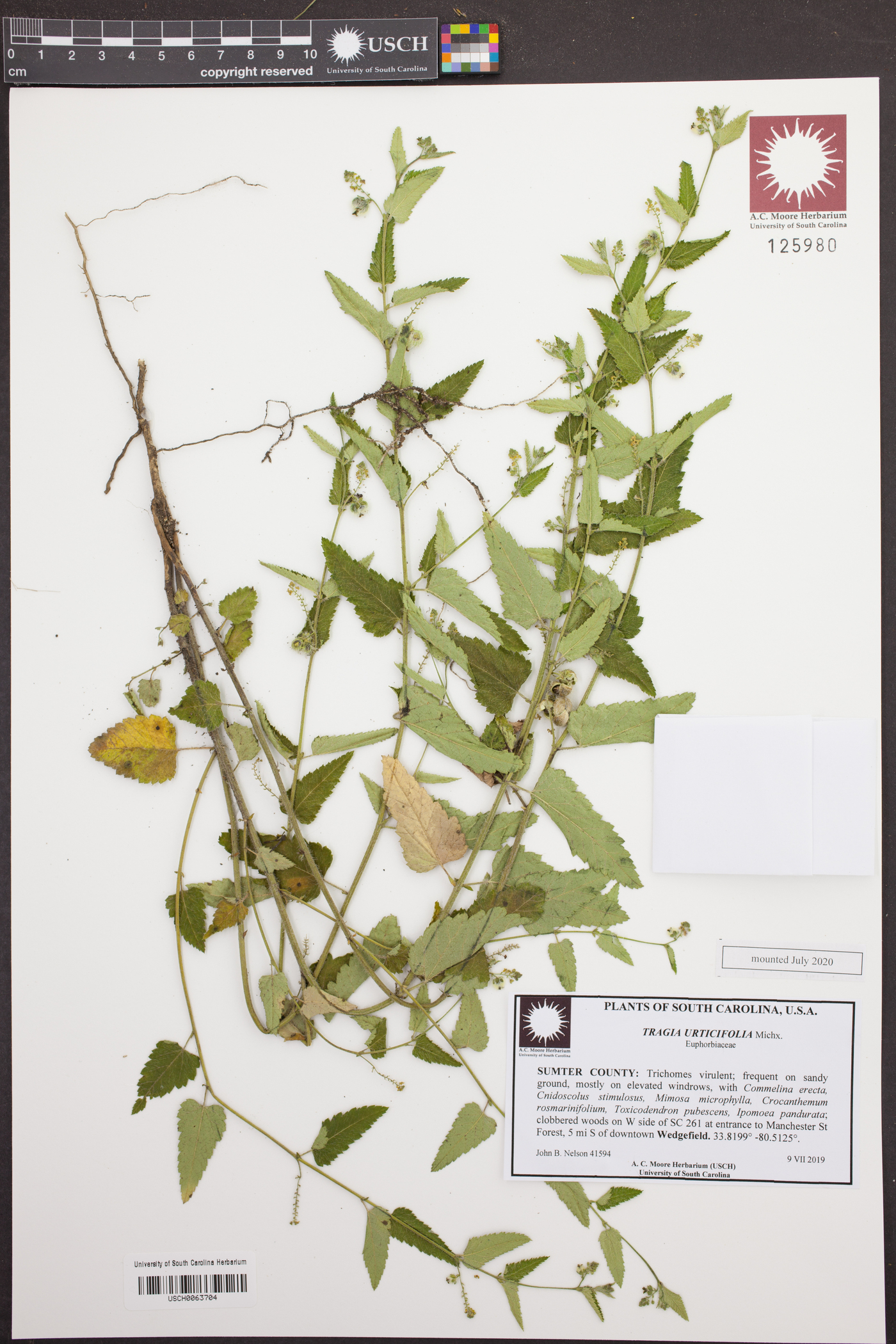 Tragia urticifolia image