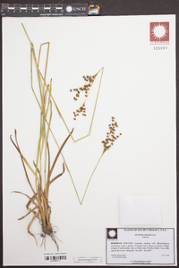 Juncus longii image