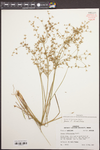 Juncus diffusissimus image