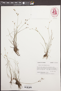 Juncus diffusissimus image