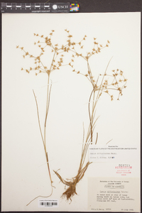 Juncus diffusissimus image