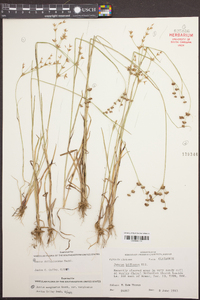 Juncus biflorus image