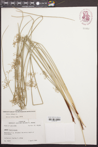 Juncus coriaceus image