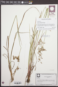 Juncus elliottii image