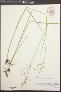 Juncus elliottii image