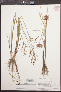 Juncus elliottii image