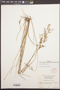 Juncus elliottii image