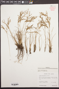 Juncus georgianus image