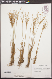 Juncus georgianus image