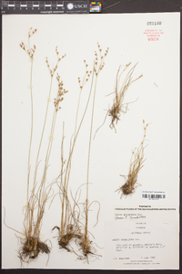 Juncus georgianus image