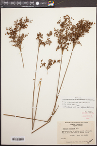 Juncus biflorus image