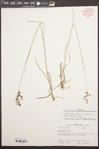 Juncus biflorus image