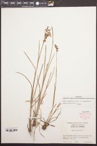 Juncus biflorus image