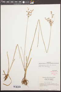 Juncus biflorus image