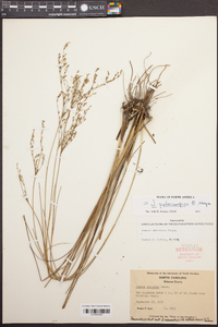 Juncus secundus image