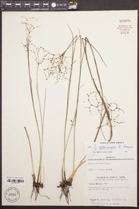 Juncus debilis image