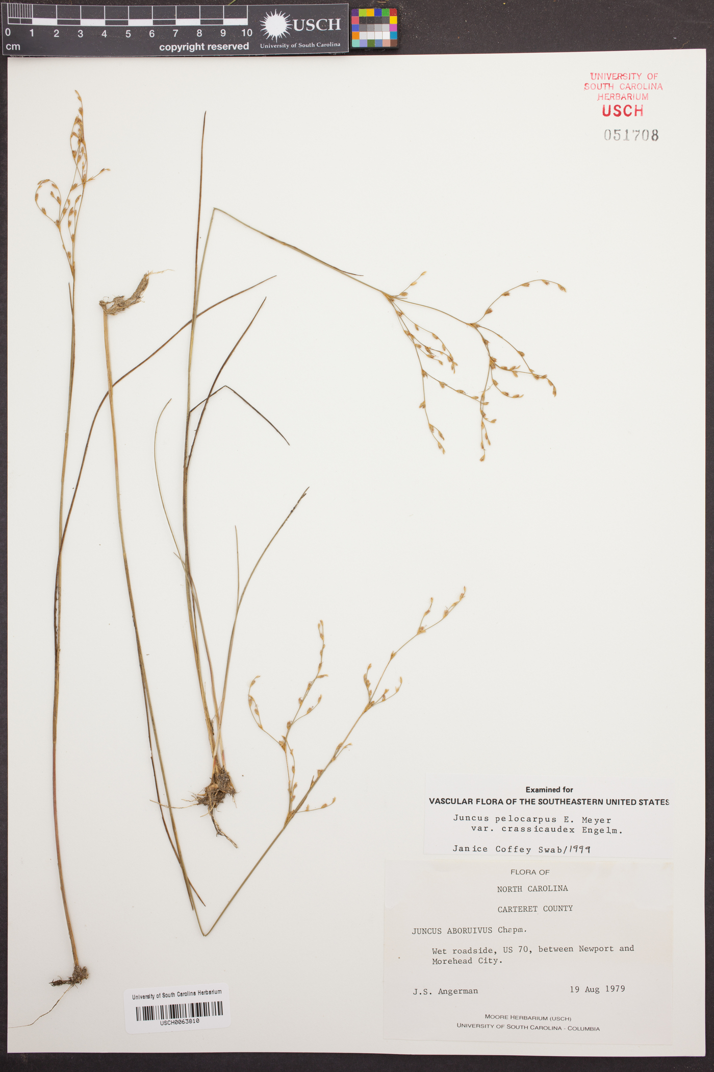 Juncus abortivus image