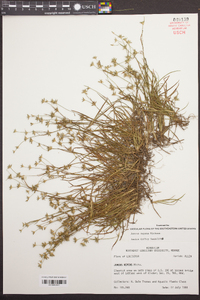 Juncus repens image