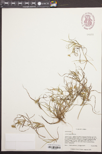 Juncus repens image