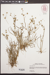 Juncus repens image