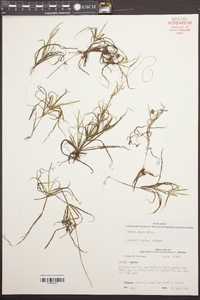 Juncus repens image