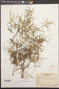 Juncus repens image