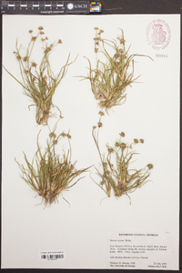 Juncus repens image