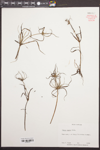 Juncus repens image