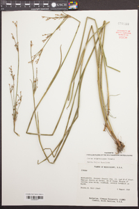 Juncus trigonocarpus image