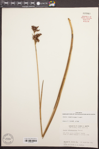 Juncus trigonocarpus image