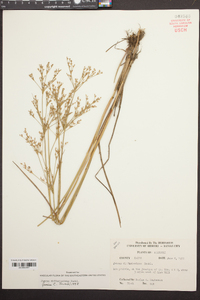 Juncus diffusissimus image