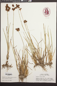 Juncus tracyi image