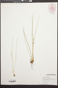 Juncus filiformis image