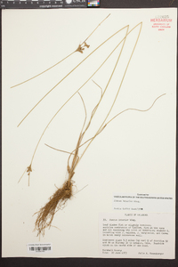 Juncus interior image