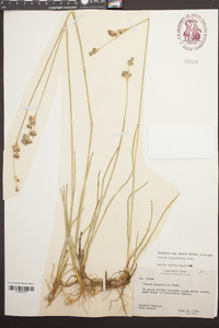 Juncus longistylis image