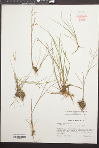 Juncus pelocarpus image