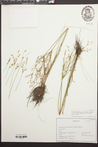 Juncus secundus image