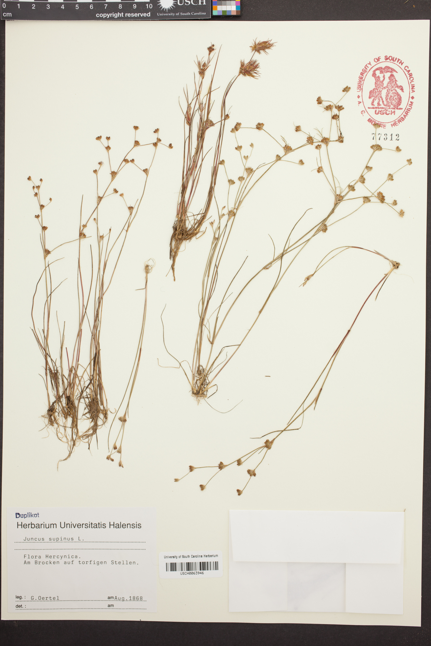 Juncus supinus image