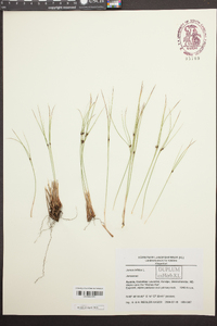 Juncus trifidus image