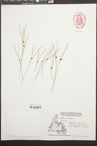 Juncus trifidus image