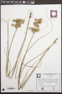 Juncus nodosus image