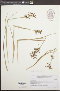 Juncus alpinoarticulatus image