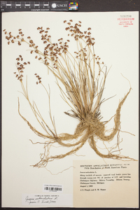 Juncus articulatus image