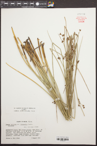 Juncus balticus subsp. littoralis image